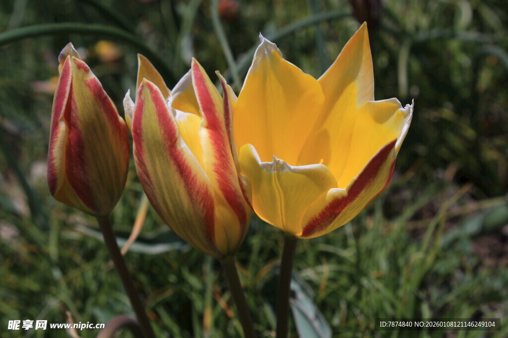 绽放的多彩郁金香
