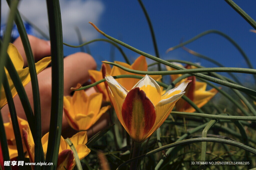 艳丽野花绽放于蓝天之下