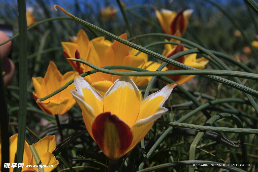 金黄艳丽的野生郁金香