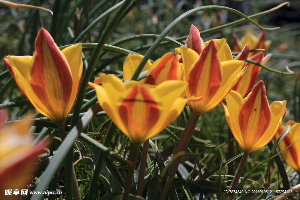 橙黄相间的美丽郁金香