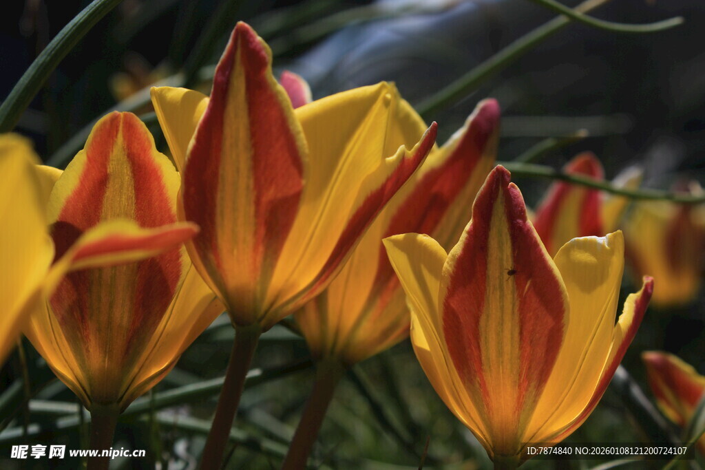 艳丽多彩的条纹郁金香
