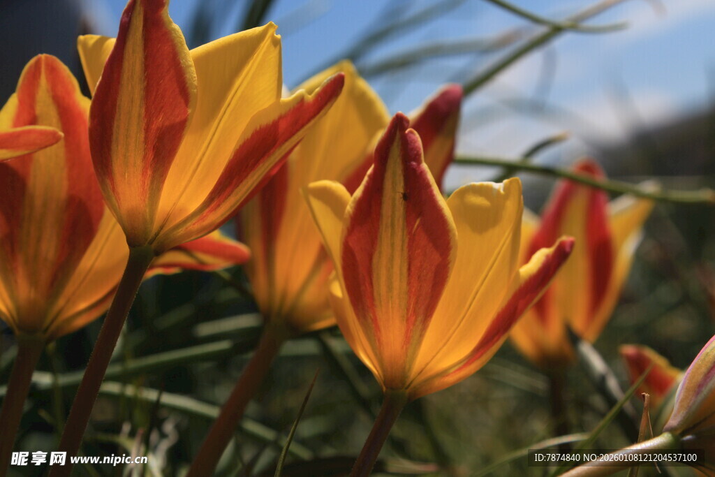 橙黄相间的美丽野生花朵