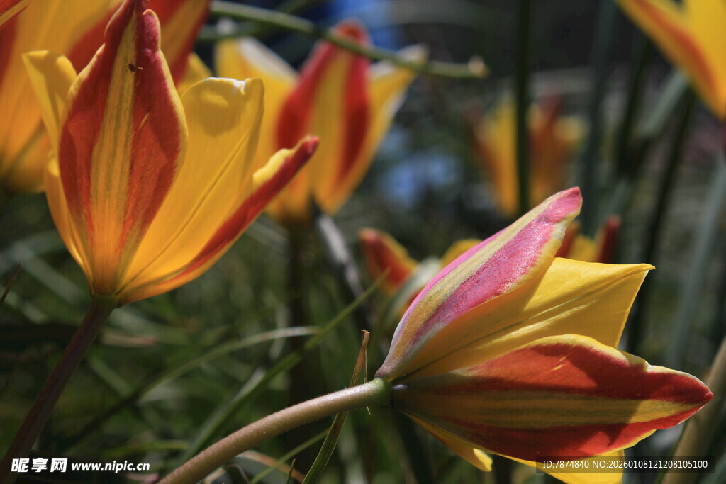 多彩郁金香绽放