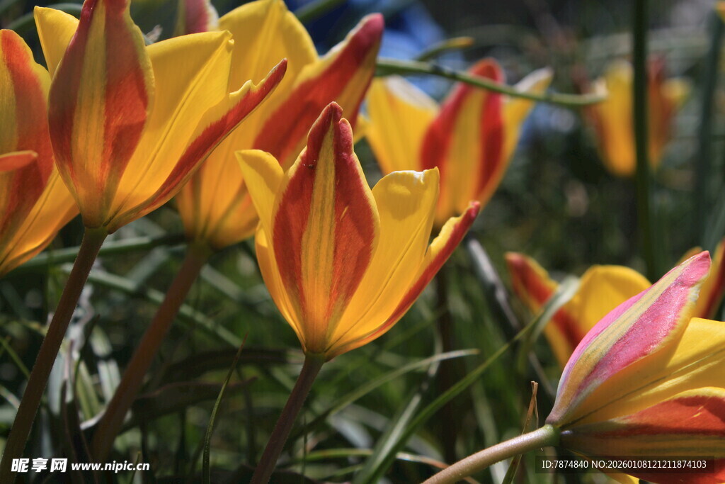多彩郁金香绽放