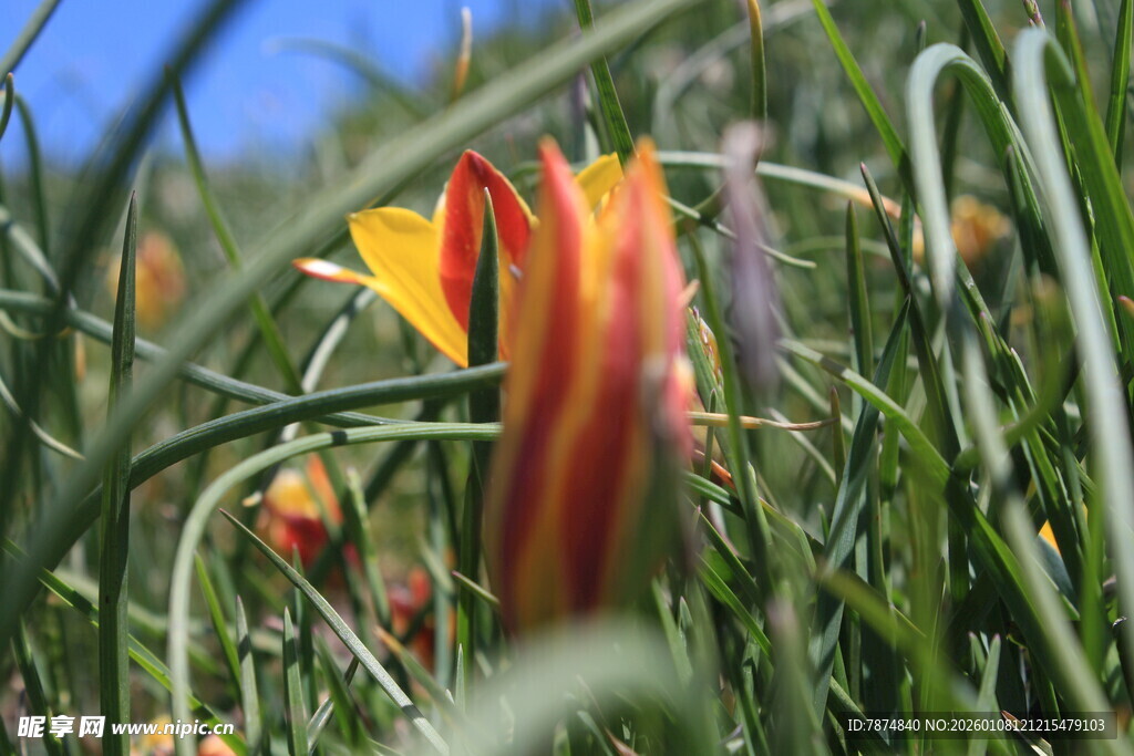 草丛中的艳丽花朵