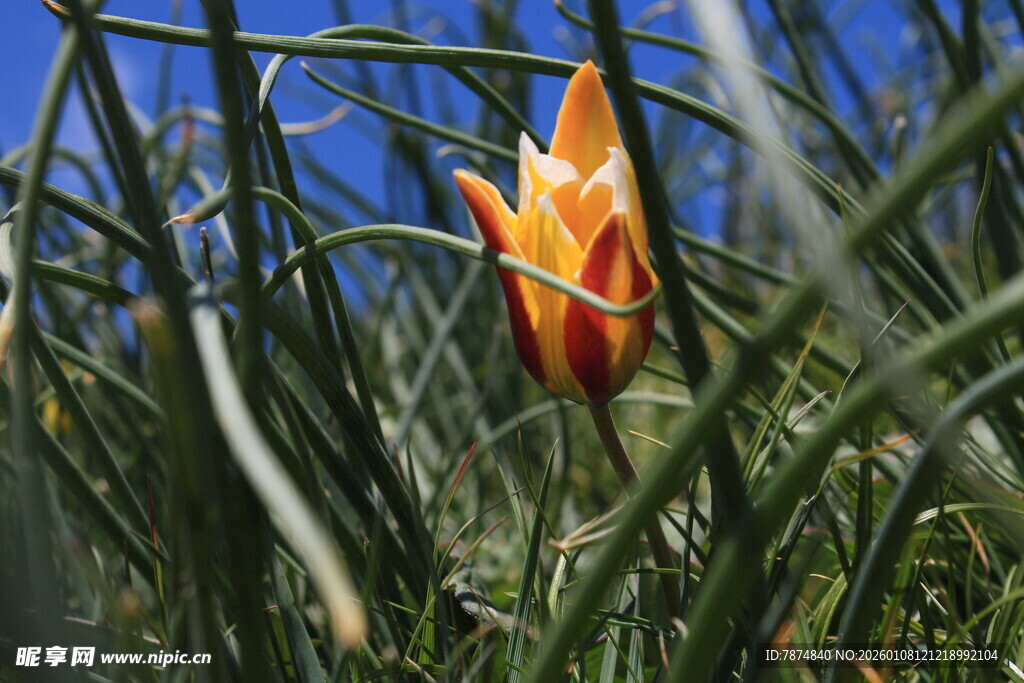 绿叶间绽放的橙黄花朵