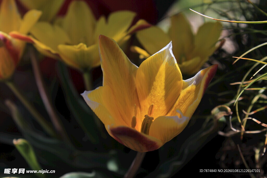 黄色郁金香绽放之美