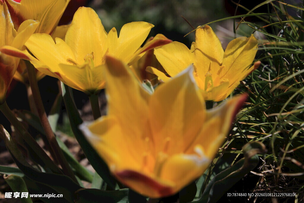 黄色小花绽放于草丛间