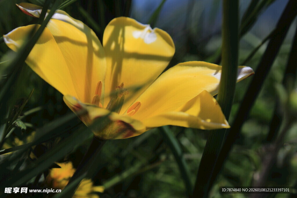 黄色绽放的美丽花朵