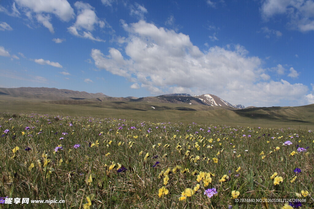 草原花海蓝天壮美风光