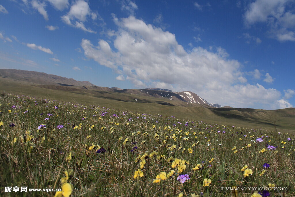 草原花海 蓝天白云美景