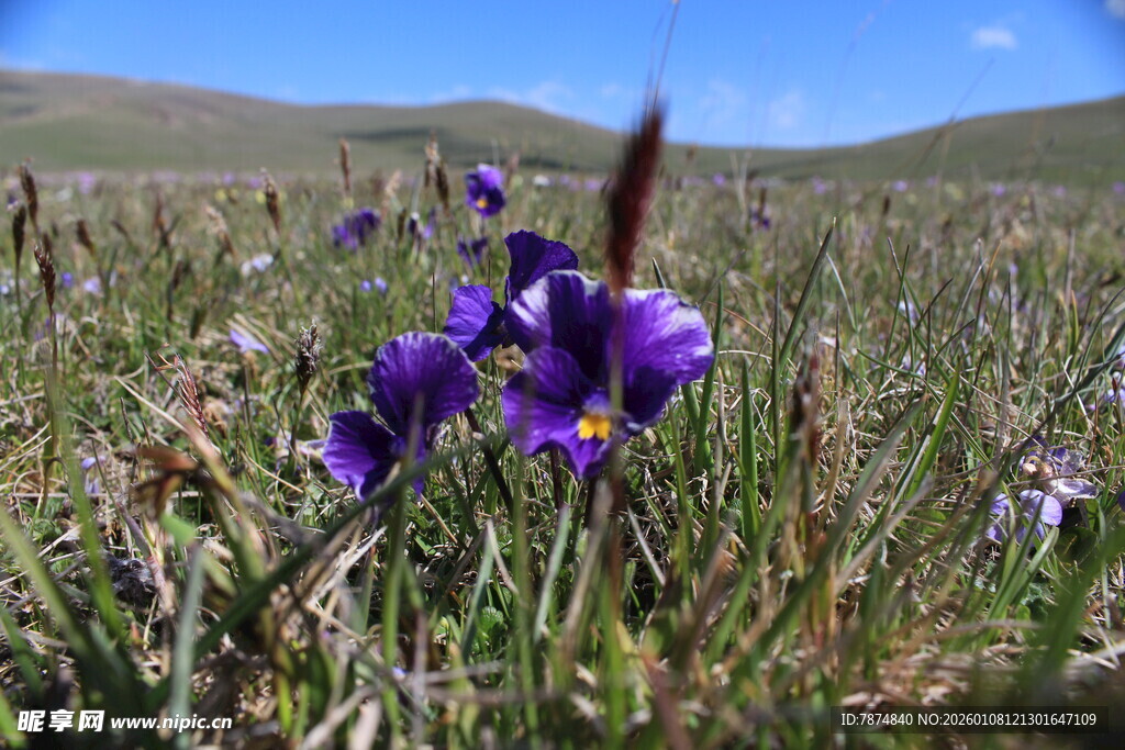 草原上的紫色美丽花朵