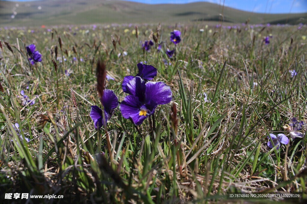 草原上的紫色鸢尾花