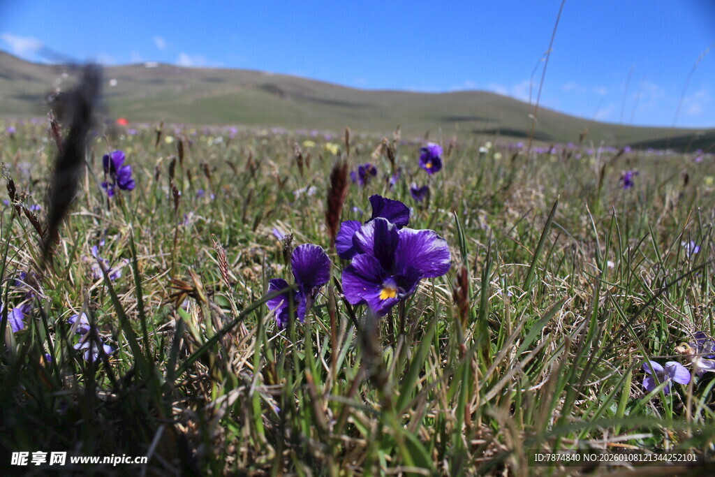 草原上绽放的紫色花朵