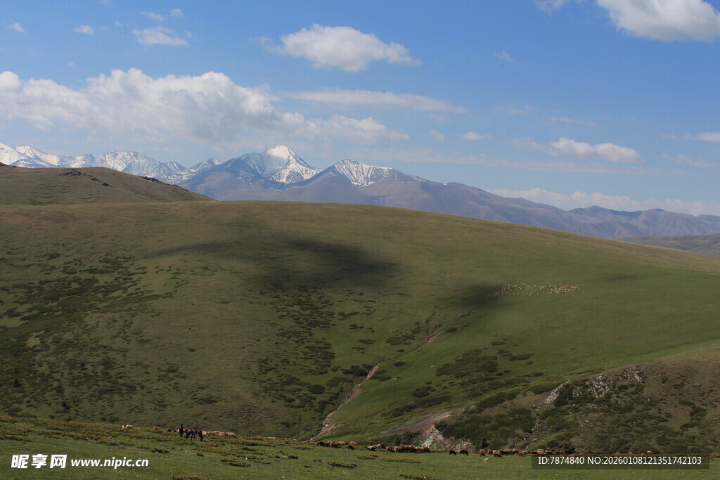 高山草原风光美景