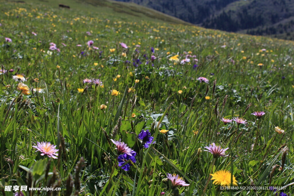 山坡上五彩斑斓的野花绽放