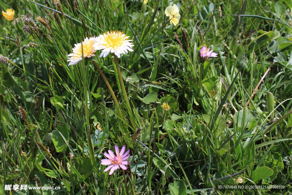 草地上的多彩小花
