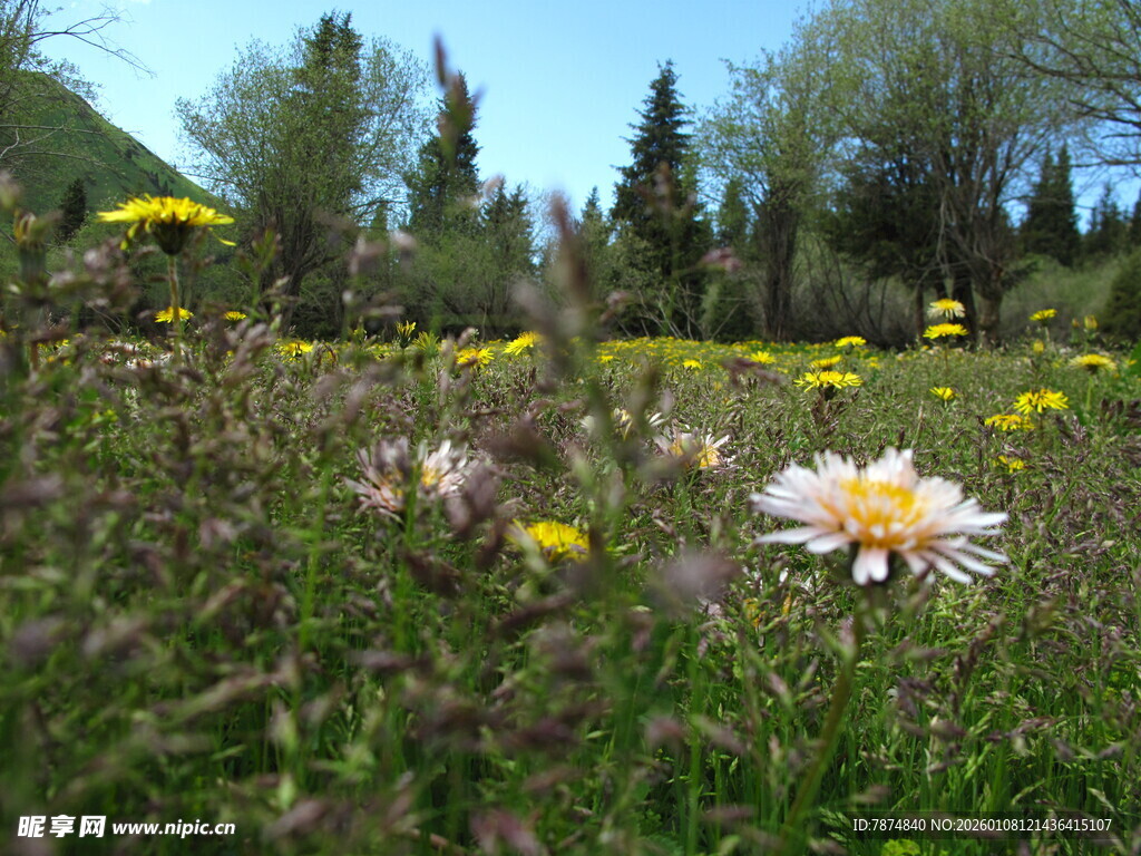 春日草地绽放的美丽雏菊