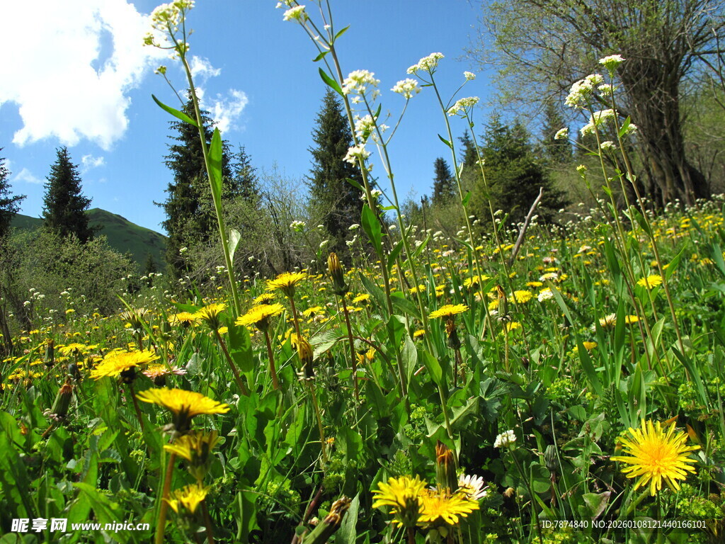 山间绽放的黄色菊花