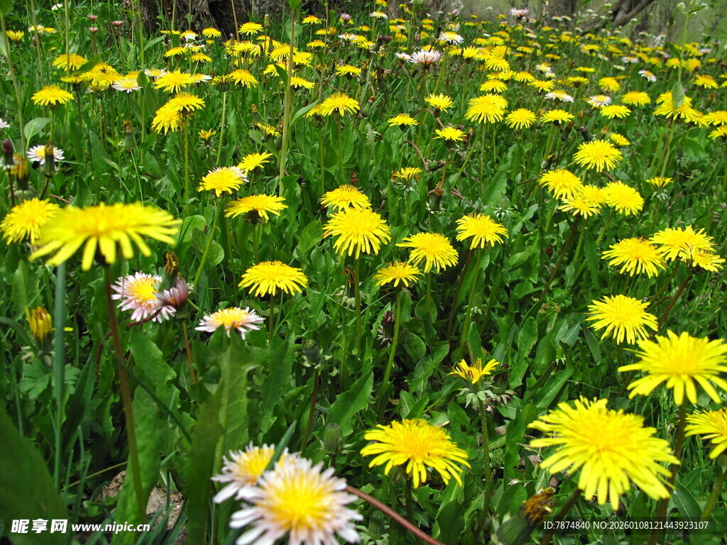 春日蒲公英花海