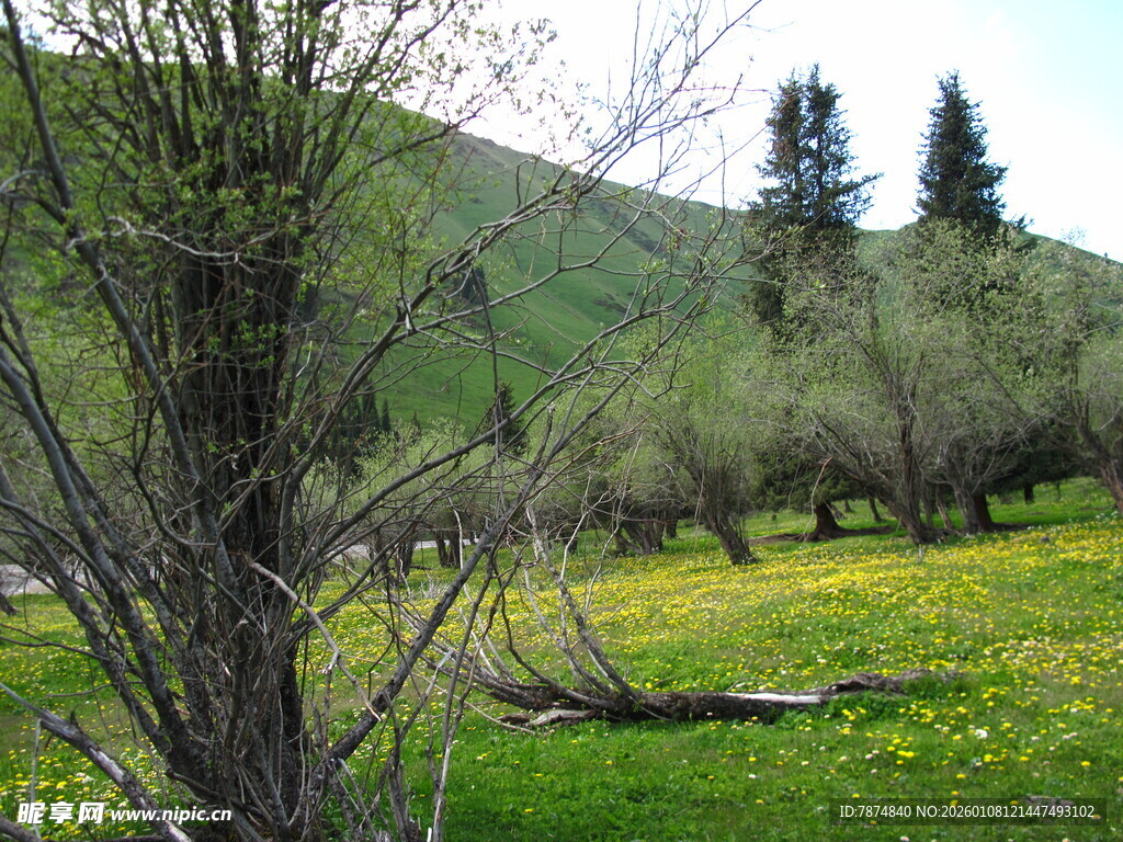 春日山野草地树木景观