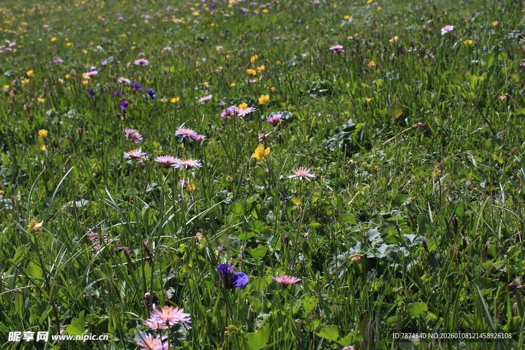 野花盛开的翠绿草地