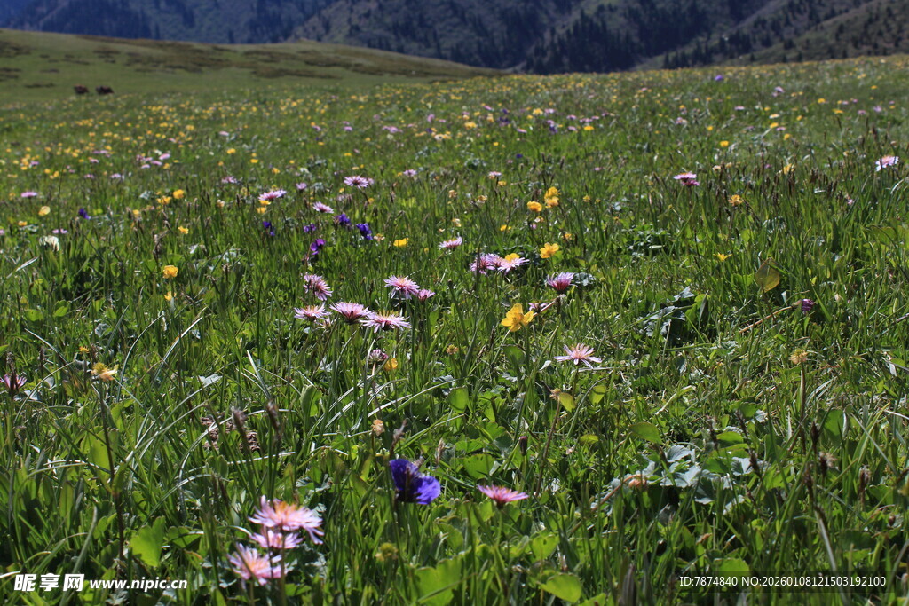 草原繁花盛开的美丽景致