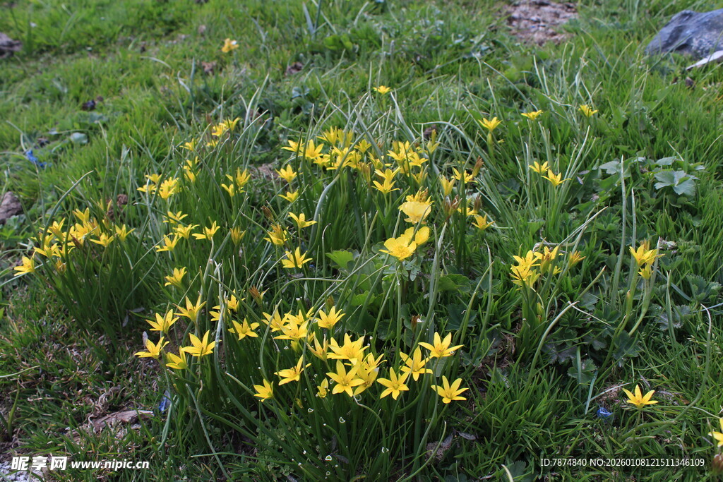 草地中的黄色小花绽放