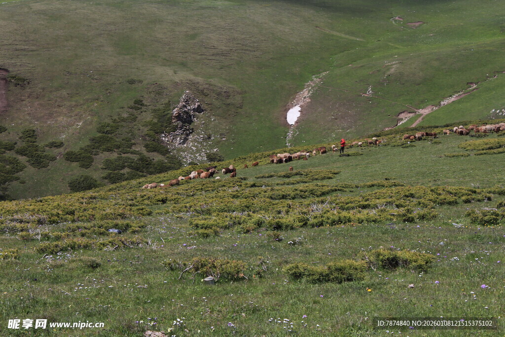 山坡上的绿色植被景观