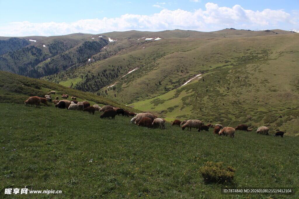 草原上的羊群