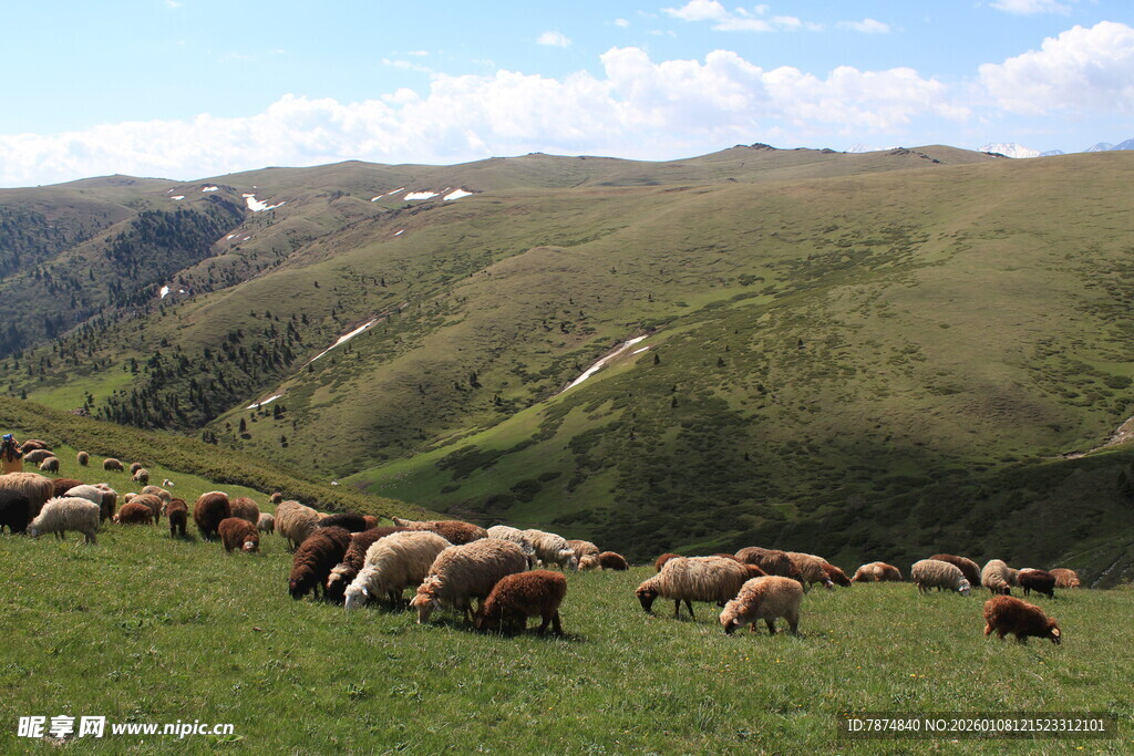 草原上的牛群悠然吃草