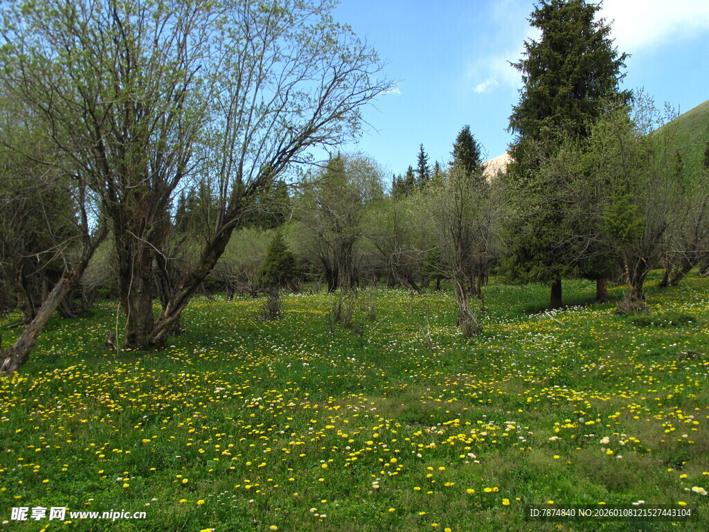 春日草地树林风景图