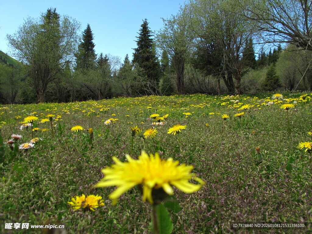 春日草地盛开的黄色小花