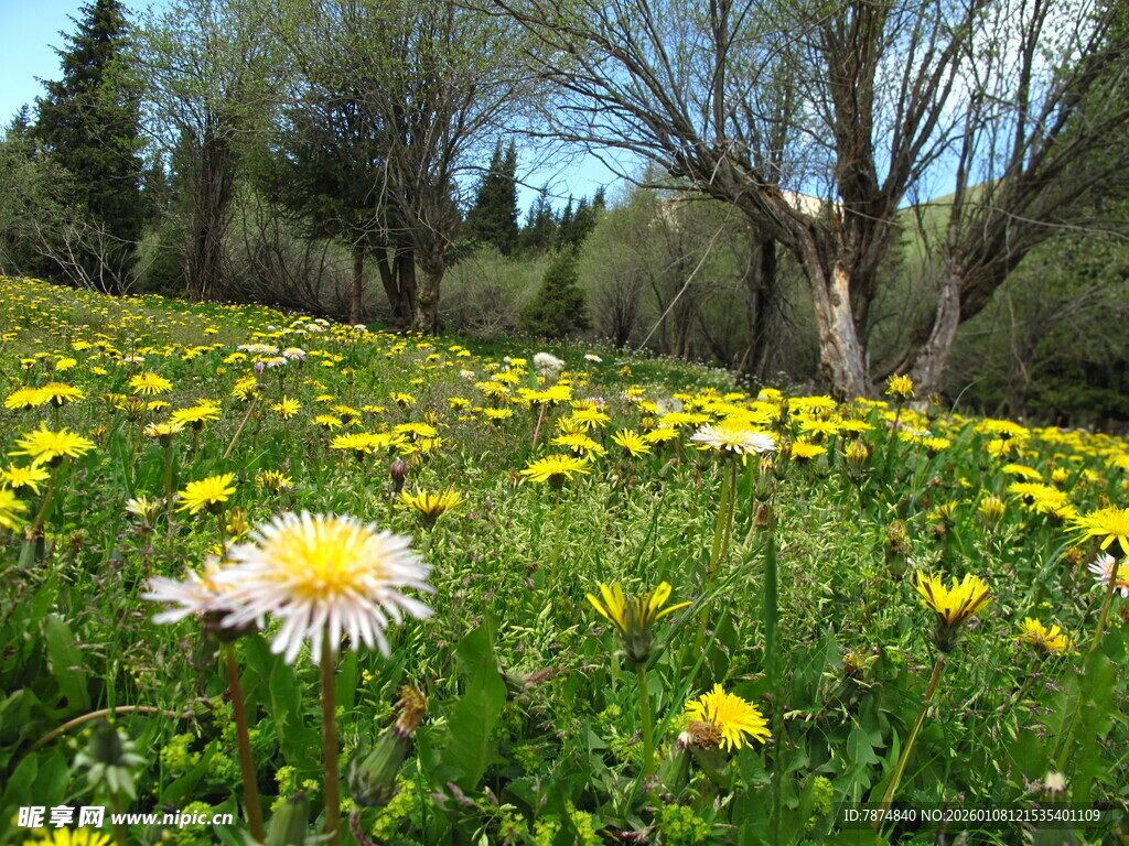 春日繁花盛开的草地