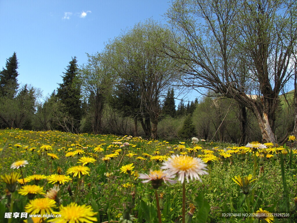 春日黄花遍野的美丽草地
