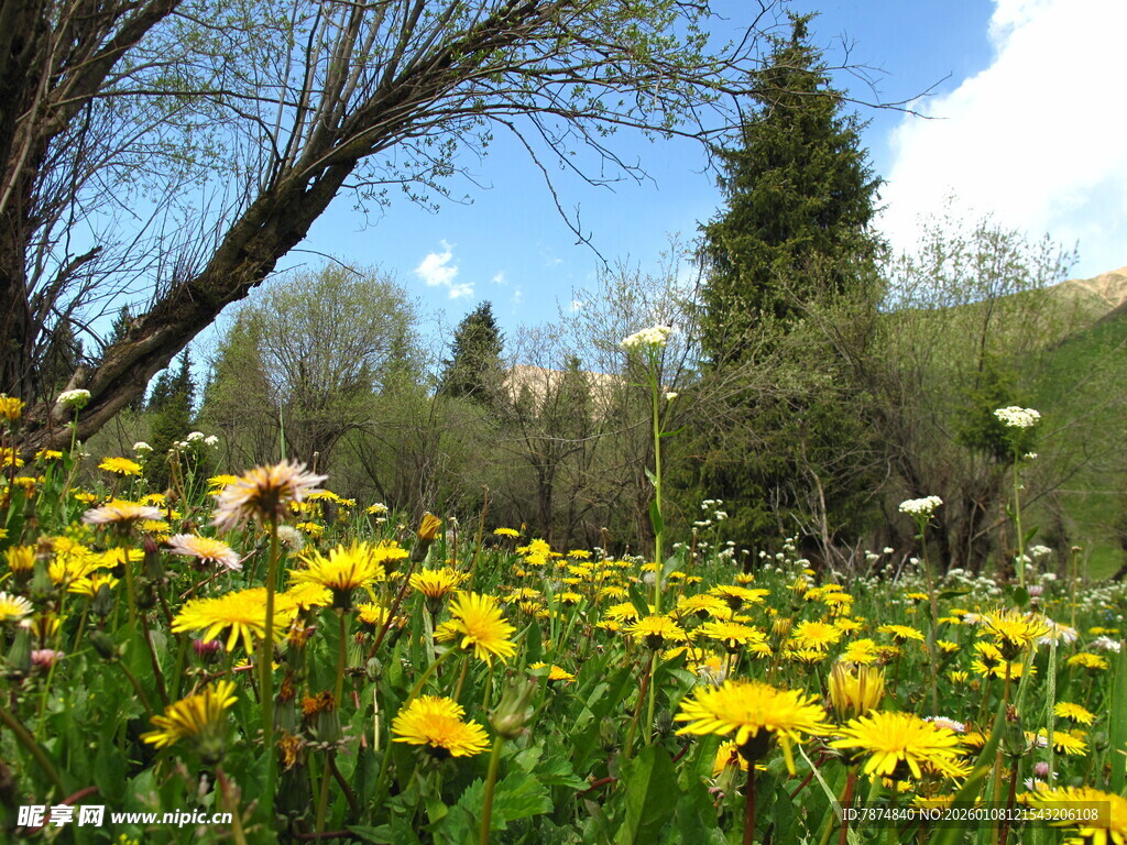 春日黄花烂漫的林间草地