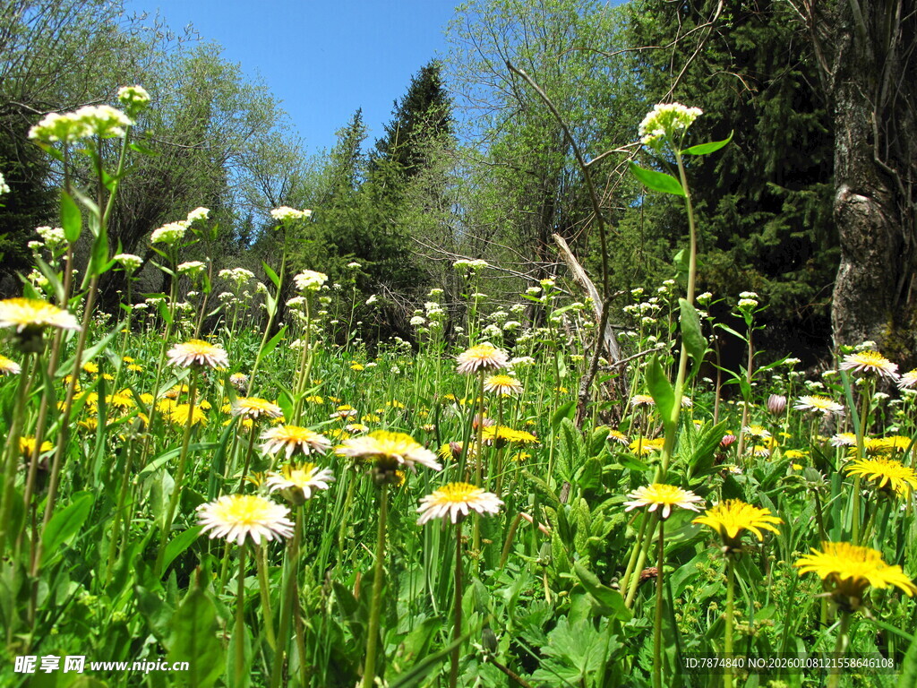 春日野花盛放的林间草地