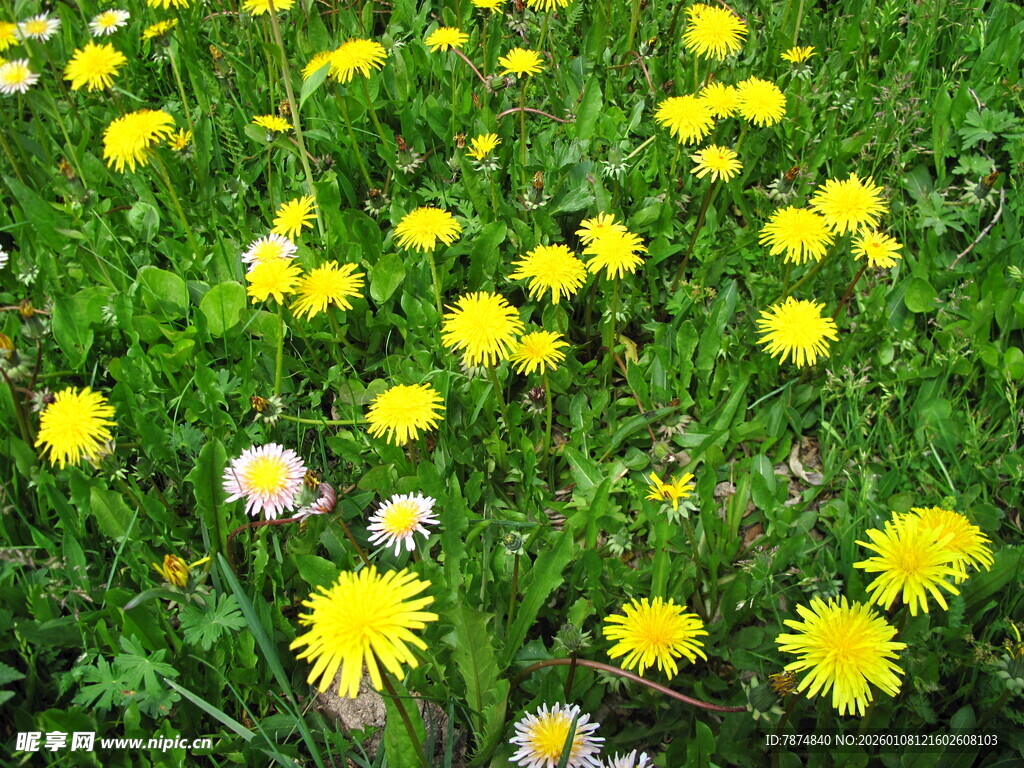 春日蒲公英花海