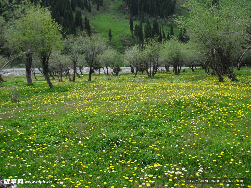 草原繁花与远处树木景观