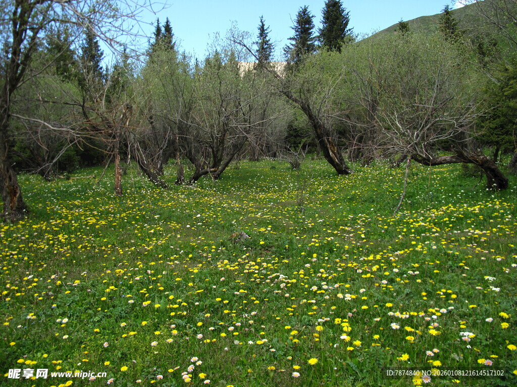 春日草地野花烂漫景色