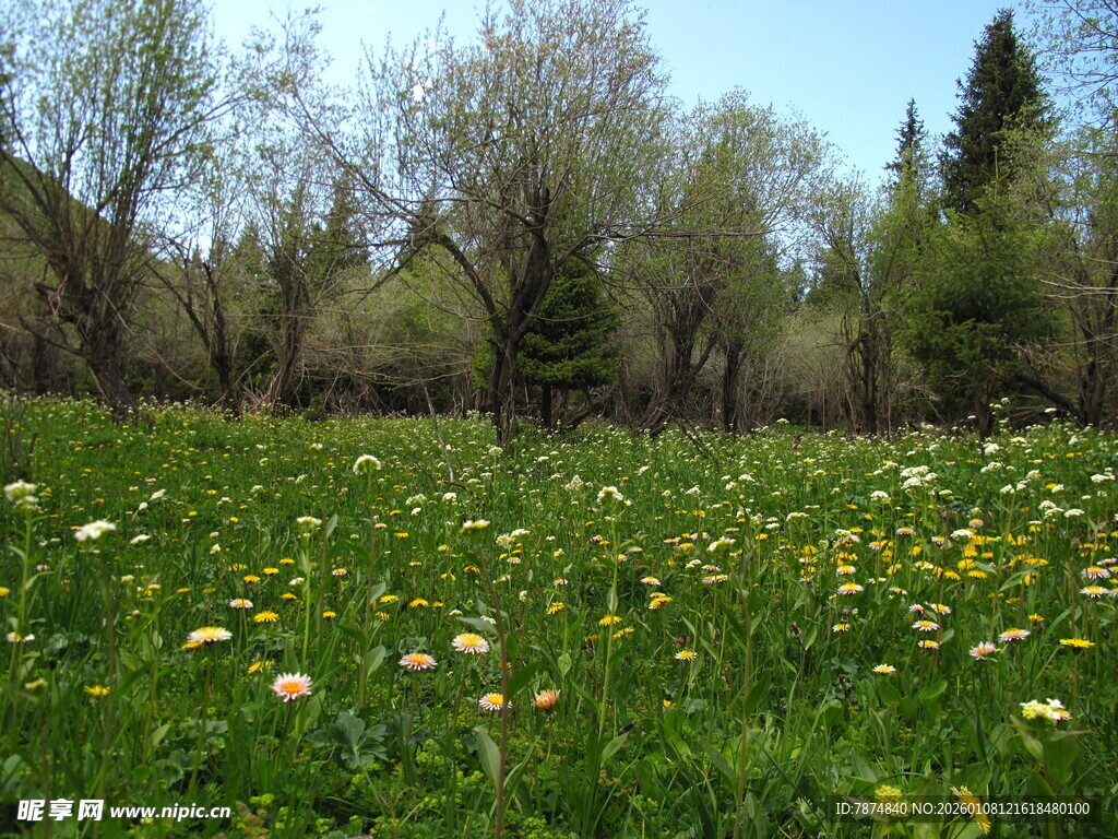 春日草地蒲公英烂漫景色