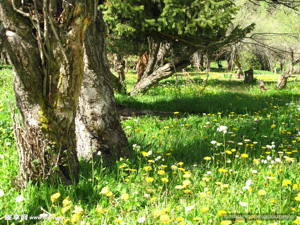 林间草地繁花与老树