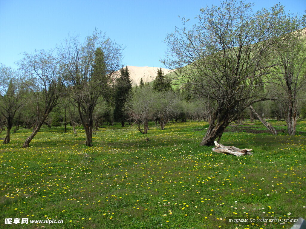 春日草地树木风景图