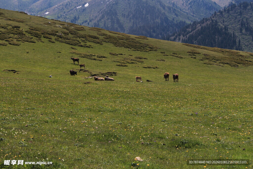 草原上的牛群