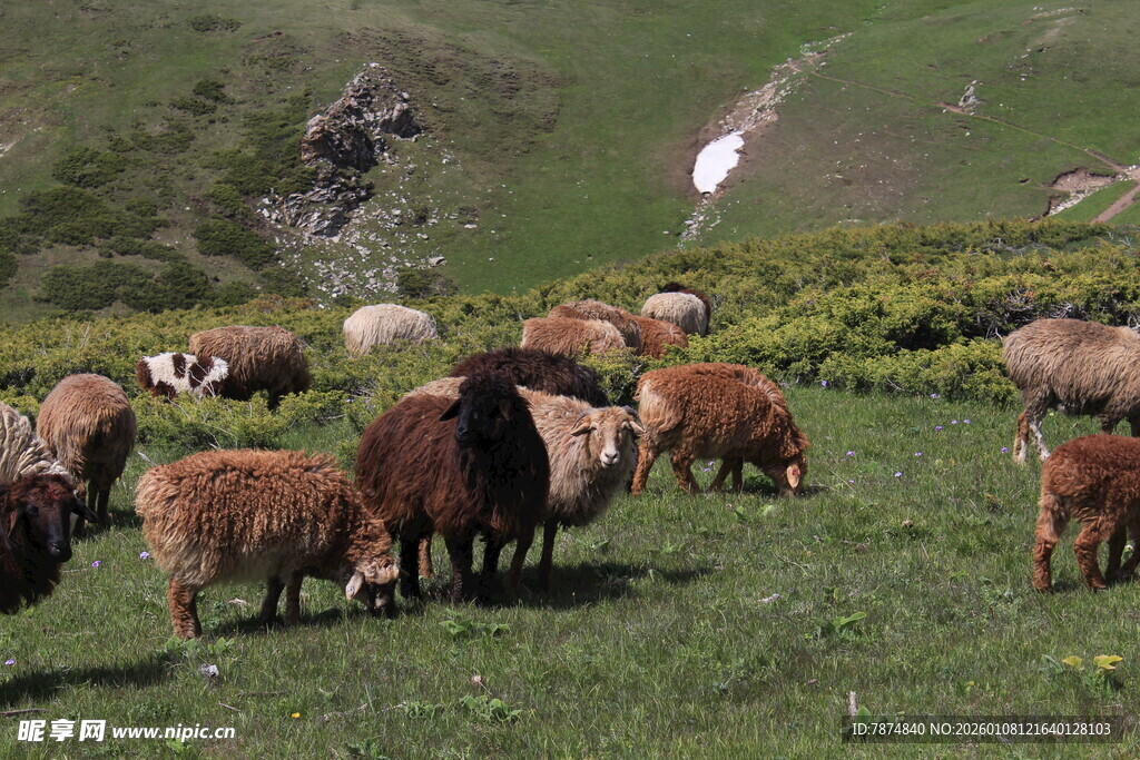 草原上的牛羊与飞鸟