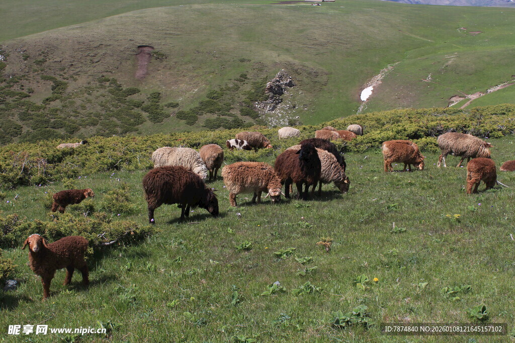 草原上的牛羊群