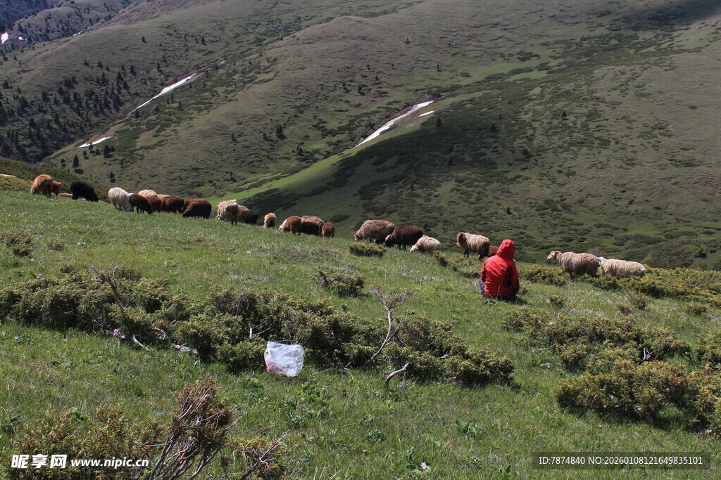 草原牧人赶羊群