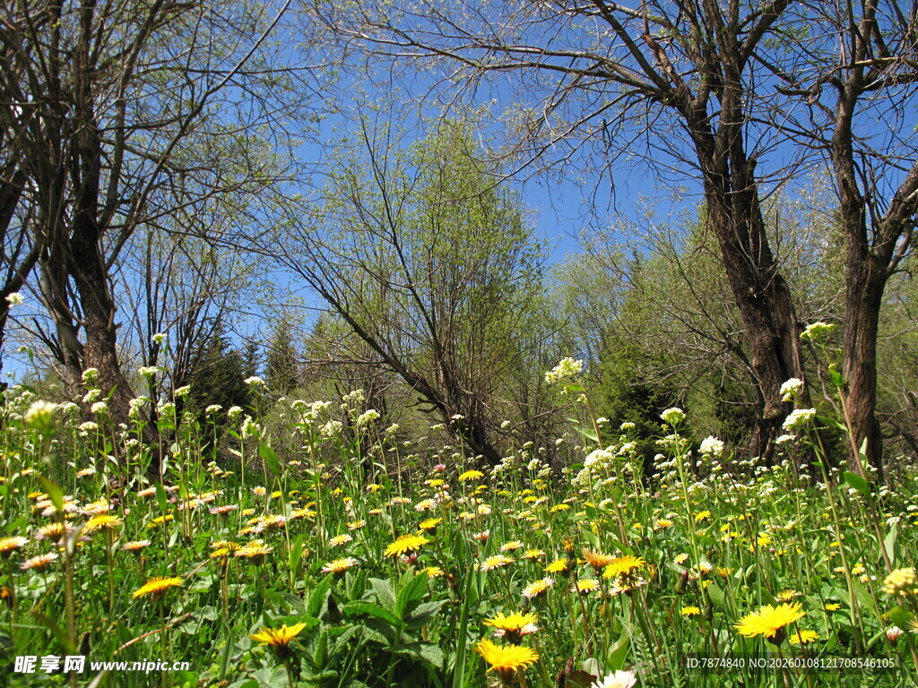 春日草地繁花与树木