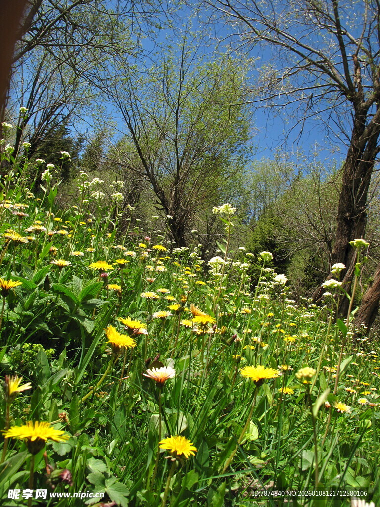 春日野花盛放的山坡