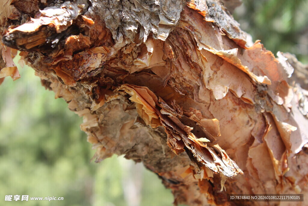树皮纹理特写